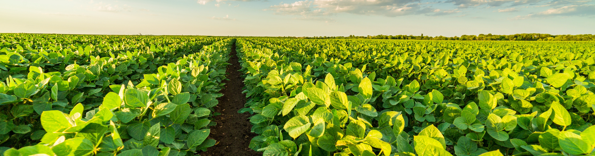 Soybean field.